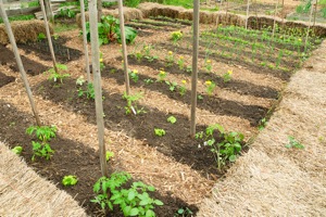 Easy, Organic Gardening Tips to Reduce Work Image